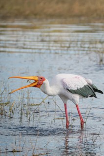 Marabou stork, (Leptoptilos crumenifer), catching a fish on the Chobe Riverfront, Chobe National
