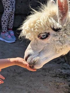 A light-coloured alpaca (Vicugna pacos) cautiously eats food from a child's hand, feeding,