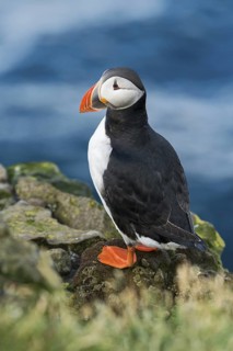 Atlantic Puffin (Fratercula arctica) on cliff, Iceland