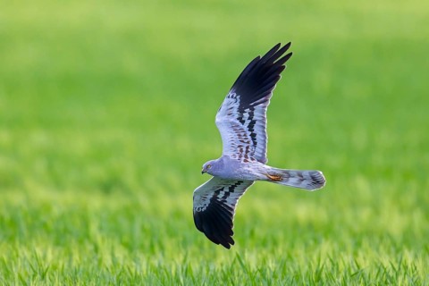 Montagu's harrier (Circus pygargus) adult male in flight showing underside of wings while hunting