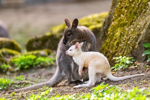 White Tammar wallaby (Macropus eugenii), albino, mother with her youngster on the ground in spring,