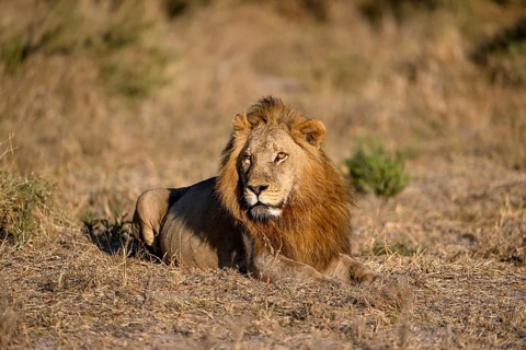 Male lion (Panthera leo) in the southern part of the Okavango Delta near Atzaró Camp, North-West