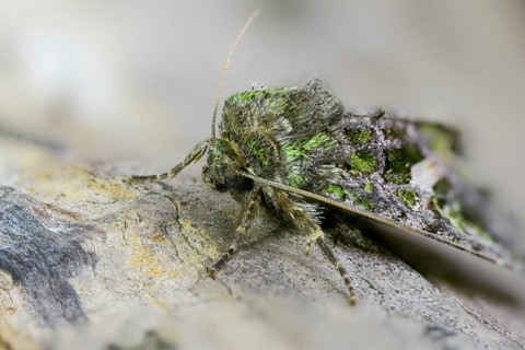 Green reporting owl, reporting owl, trachea atriplicis, insects, moths, moths, moths, orache moth,