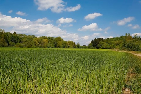 Field near quarry lake, green, blue sky, clouds, shrubs in the back, agricultural area, species