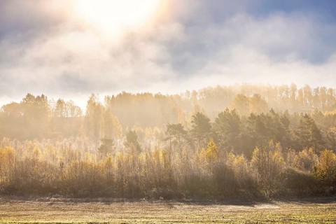 Scenic view at a forest with glowing sunlight and autumn colours in morning mist