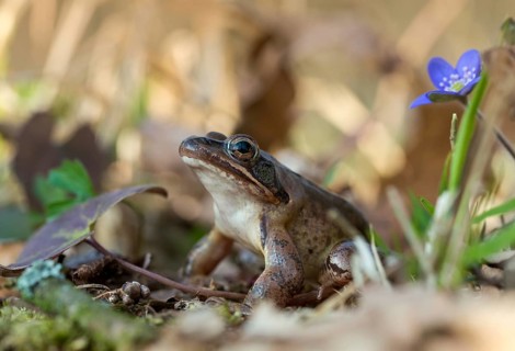 Agile frog, common hepatica, buttercup family, hepatica nobilis, liverwort, rana dalmatina,