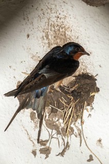 Hirundo rustica, barn swallow, birds, brood, high size, portrait format, nest building, passeri,