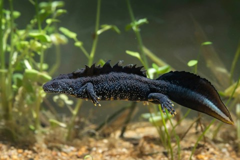 Great crested newt, crested newt, northern crested newt, Triturus cristatus, amphibians,