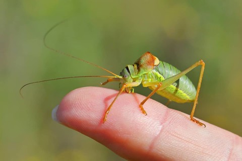 Steppe saddle grasshopper (Ephippiger ephippiger), Male, in a vineyard, on Viper's bugloss (Echium