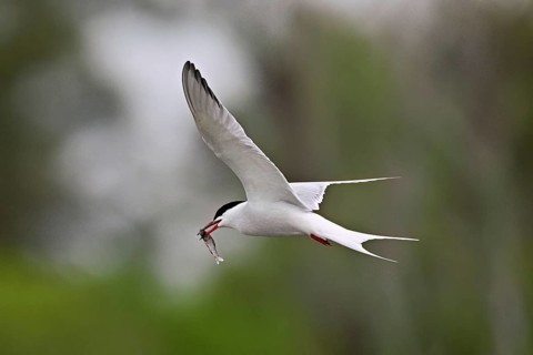 Common tern (Sterna hirundo), in flight with a fish in its beak, Saintes-Marie-de-la-Mer, Camargue,