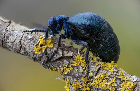 Blue mayworm, mayworm, meloe cf violaceus, meloe violaceus, meloid beetle, purple oil beetle,