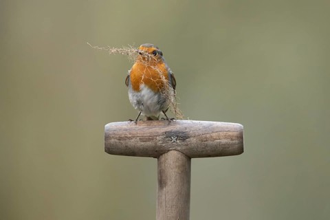 European robin (Erithacus rubecula) adult garden bird on a fork handle with nest material in its
