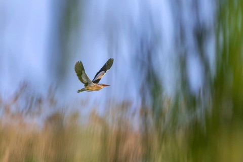 Common little bittern (Botaurus minutus, Ixobrychus minutus) male flying over reed bed, reedbed in