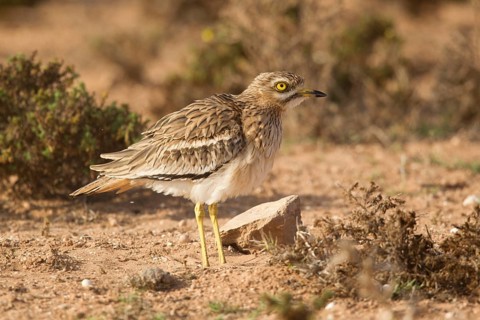 Eurasian Stone-curlew (Burhinus oedicnemus), Morocco