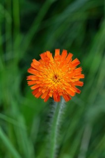 Orange hawkweed, orange-red hawkweed (Hieracium aurantiacum), flowering in a rough pasture,