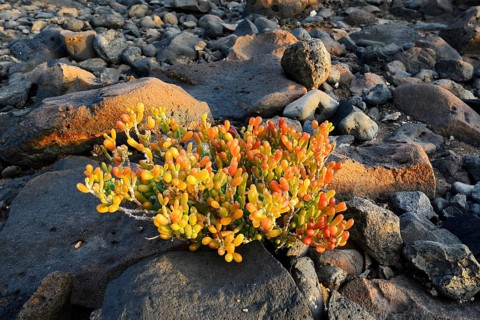 Desfontaines' rock cress (Tetraena fontanesii, Zygophyllum fontanesii) on the rocky coast,