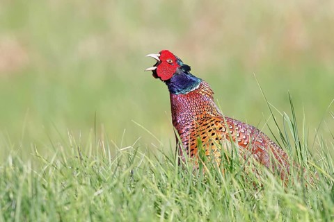 Pheasant, common pheasant (Phasianus colchicus), adult male bird uttering a courtship call in a