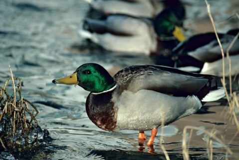 Anas platyrhynchos, mallard, mallard, anatidae, birds, breeding plumage, ducks, ducks, duck birds,