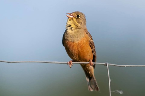 Emberiza hortulana, ortolan, ortolan bunting, birds, song, male, passeri, singing, songbirds, birds