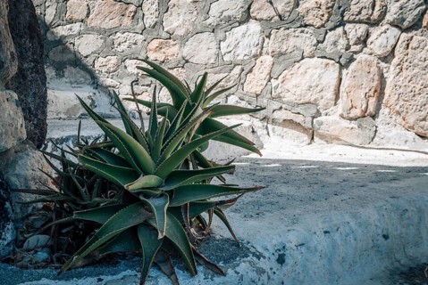 Green Aloe x delaetii bush grows on stone steps, An agave plant grows against a textured stone wall