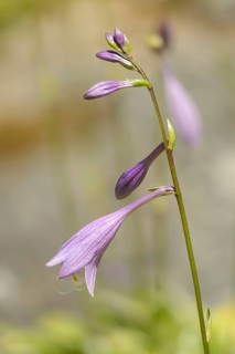Erythronium dens-canis, European dog tooth, dog Fawn Lily, dog tooth violet, dogtooth violet,