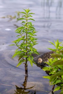 Common wolfstrapp, gypsy word, lycopus europaeus, shoreline wolfstrapp, flora, high size, portrait