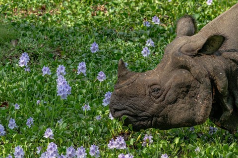 Rhinoceros, Rhinoceros unicornis, Indian rhinoceros, Chitwan National Park, Terai, Nepal