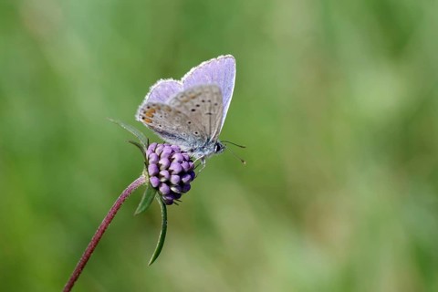 Common Blue (Polyommatus icarus), male, macro, scabious, nectar