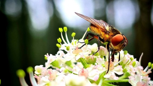 Close-up: A colourful Tachinid Fly (Phasia hemiptera) perched on a white flower against a blurred