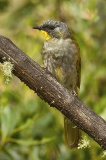 Yellow-throated Honeyeater (Nesoptilotis flavicollis), Tasmania, Australia