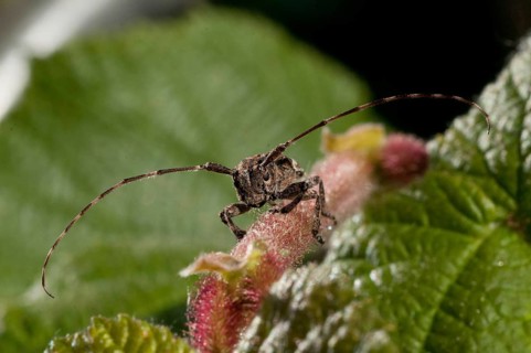 Bind eyeboat, gray-bonded eyespot, mesosa nebulosa, white-clouded longhorn beetle, beetle, longhorn