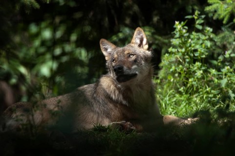 Canis lupus, carnivora, predators, wolves, mammals, raptors, mammals