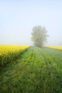 White willow (Salix alba) and a field of flowering rapeseed (Brassica napus) in the morning mist,