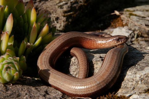 Anguis fragilis, slow worm, western slow worm, blindworm, critters, deaf adder, dry-stone wall,