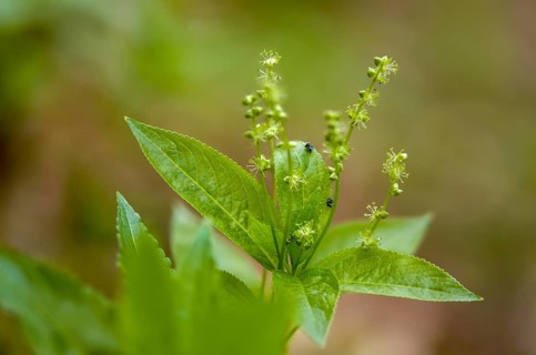 Perennial bingel herb, perennial bingel herb, dog's mercury, mercurialis perennis, mercurialis