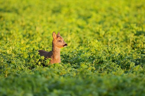European roe deer (Capreolus capreolus), young roebuck, North Rhine-Westphalia, Germany
