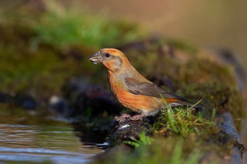Common crossbill (Loxia curvirostra) adult male bird drinking water at a woodland pool, England,