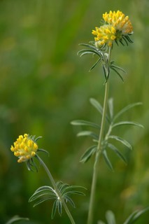 Anthyllis Vulneraria, Common Wound Clover, Fabaceae, Common Wound Clover, Butterfly Blossoms, Pine