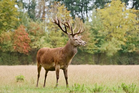 Red deer (Cervus elaphus), a stag standing in a meadow in autumn, North Rhine-Westphalia, Germany