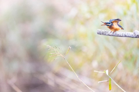 Kingfisher (Alcedo atthis) wbl Germany