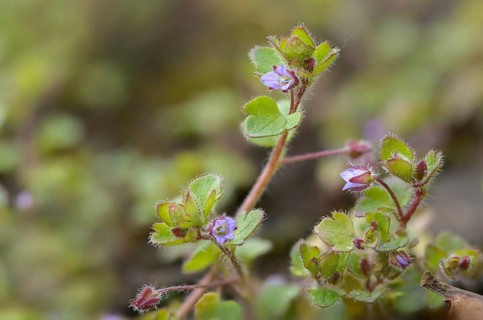 Ivy honorary prize, ivy leaf honorary prize, plantaginaceae, Veronica hederifolia, plantain plants,