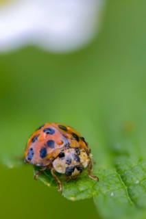 Asian ladybeetle, Asian ladybug, coccinellidae, coccinellinae, harlequin ladybug, harmonia