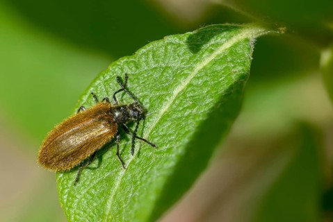 Formerly woolly beetles, lagria atripes, woolly beetles, beetles, coleoptera, insects, beetles