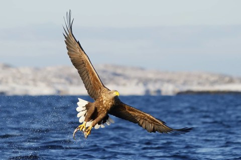 White-tailed Eagle (Haliaeetus albicilla) flying, Norway