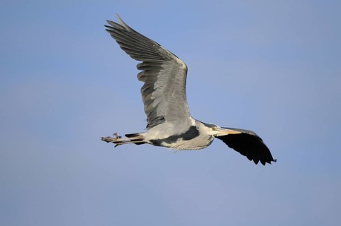 Grey heron flying