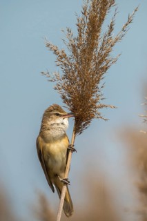 Acrocephalus Arundinaceus, Brandenburg, Germany, Reed Warbler, Nabu, Nabu Project, National Natural