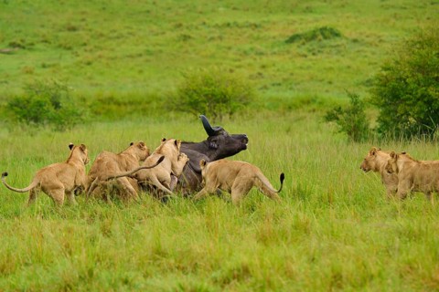 A pride of lions hunts an exhausted buffalo on the savannah: lion (Panthera leo), Cape buffalo