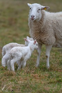 Sheep, Moorschnucke with their two lambs, Othenstorf, Mecklenburg-Western Pomerania, Germany