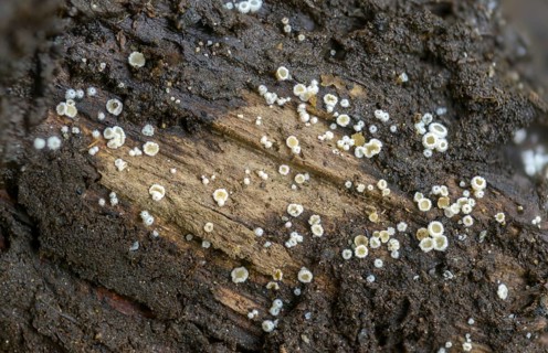 Dasyscyphus virgineus, common maiden whitehair cup, hyaloscyphaceae, maiden whitehair cup, lachnum