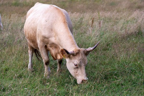 Artiodactyla, Bos Primigenius Taurus, cattle, even-toed ungulate, Germany, Großer Schwerin,